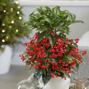 Ardisia crenata , pianta con bacche rosse. decorazione natalizia