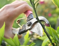 Consigli di giardinaggio per il mese di Marzo