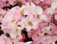 Consigli di giardinaggio per il mese di Maggio