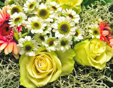 Consigli di giardinaggio per il mese di Settembre…